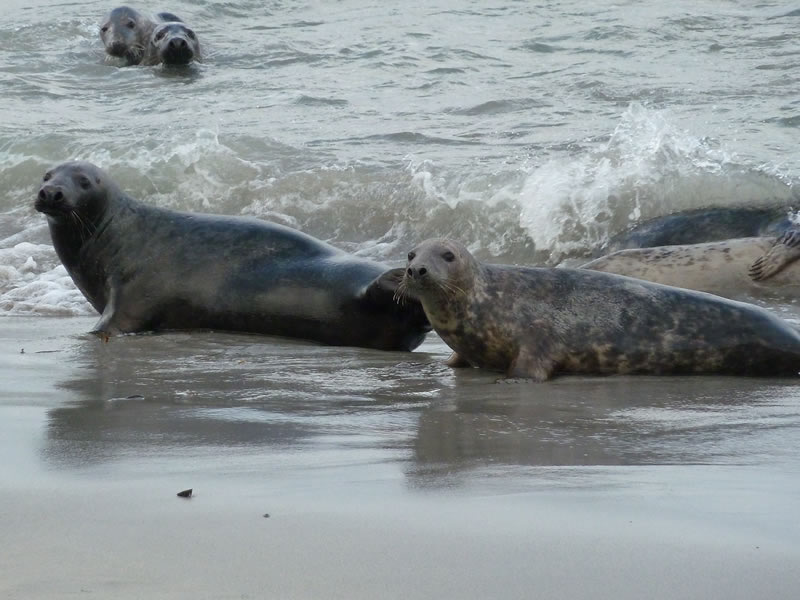Seals on the beach - picture 26