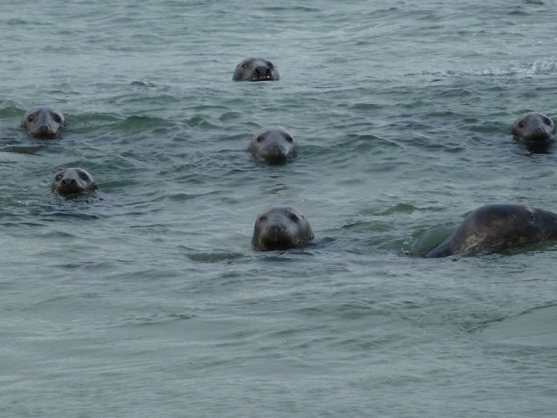 Seals on the beach - picture 27