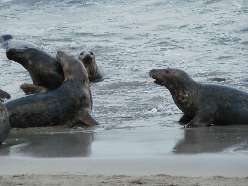 Seals on the beach - picture 28