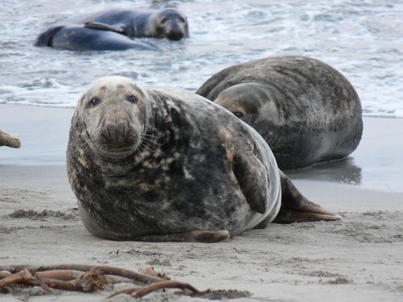 Picture of seals - photo 4