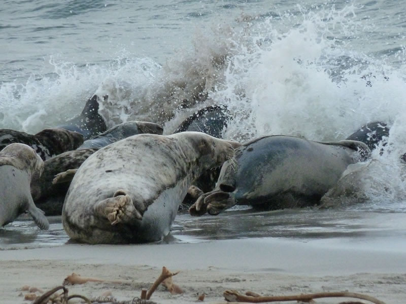 Picture of seals - photo 6