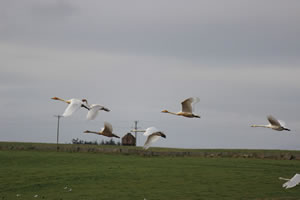 Swans flying