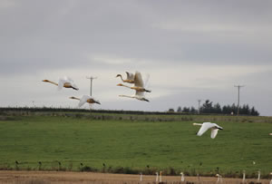 Swans flying picture