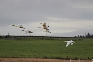 Swans flying picture 25