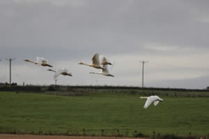Swans flying picture 26