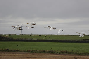 Swans flying picture 28