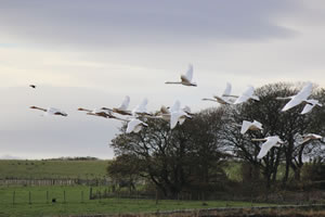 Swans flying picture 30