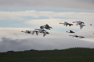 Swans flying picture 33