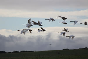 Swans flying picture 36
