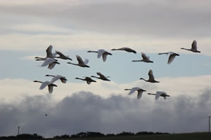 Swans flying picture 38