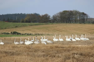Swan picture 4 - Whooper Swans