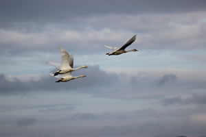 Swans | Photo / Picture 44