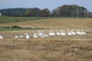 Swans - Picture 5 - Whooper Swans
