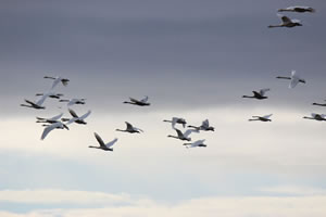 Swans | Photo / Picture 57