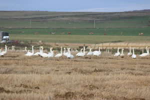Swans - Picture 7 - Whooper Swans