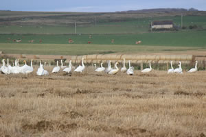 Swans - Picture 8 - Whooper Swans
