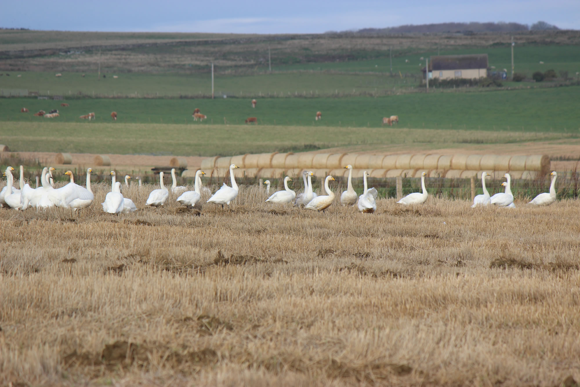 Whooper Swans picture 8