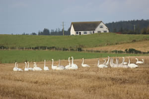 Swans picture 9