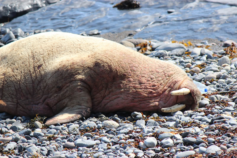 Sleeping walrus picture